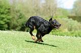 BEAUCERON 863